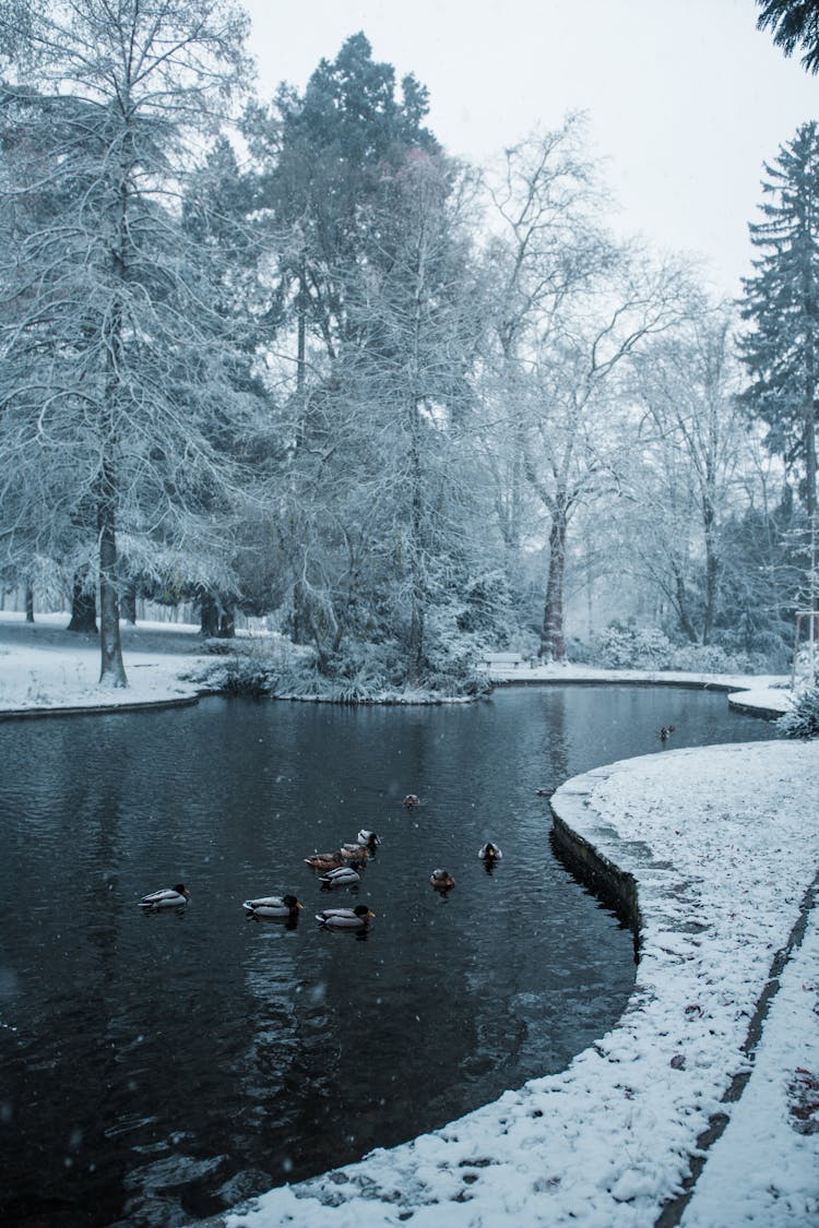 Flock Of Ducks On Body Of Water