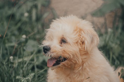 Foto stok gratis anjing, berbulu, binatang