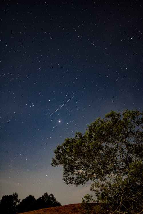 Gratis stockfoto met astrofotografie, bomen, nacht