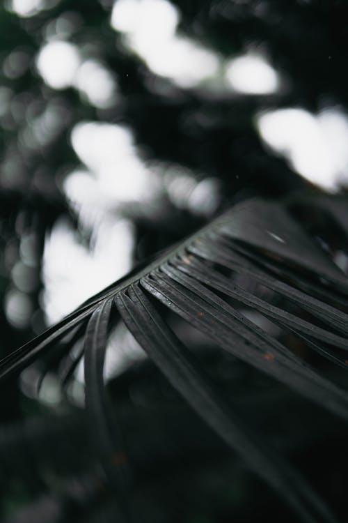 Free Close-up of a Palm Tree Leaf  Stock Photo