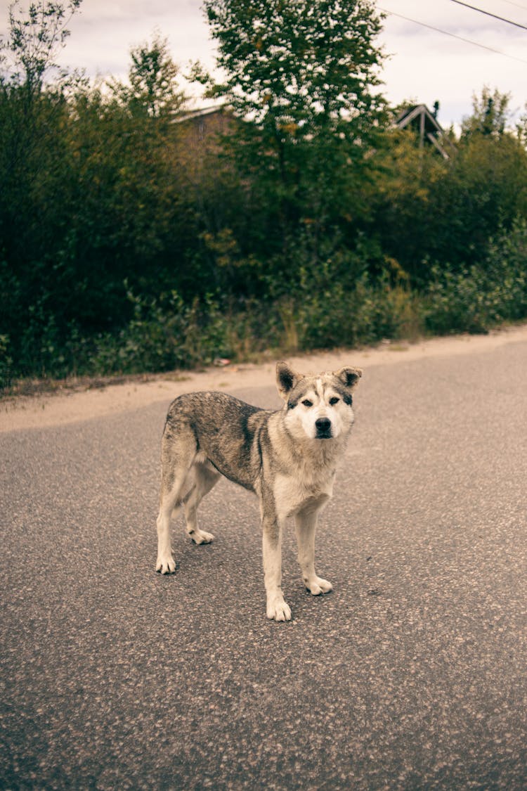 A Dog Standing On The Road 