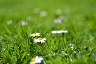 草地上绽放的雏菊特写，背景模糊