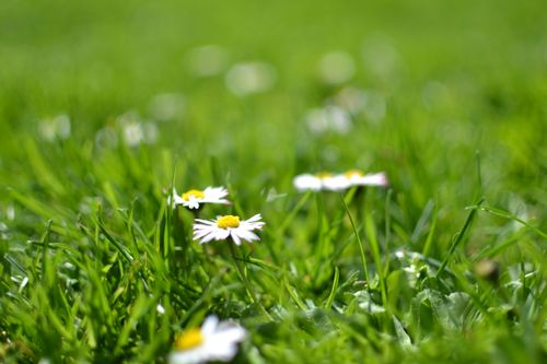 Free Close-up of daisies blooming in a green meadow with a blurred grass background. Stock Photo