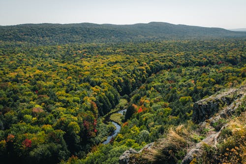 Gratis lagerfoto af droneoptagelse, flod, jungle