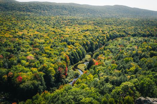 Stunning aerial view of a lush forest, rich with autumn colors and a winding river.