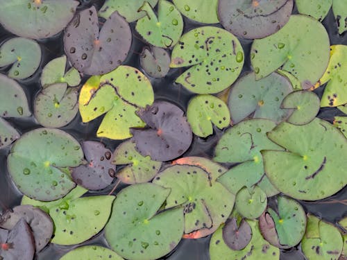 Green Water Lilies on the Water