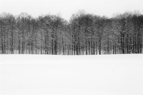 Foto profissional grátis de árvores sem folhas, coberto de neve, com frio