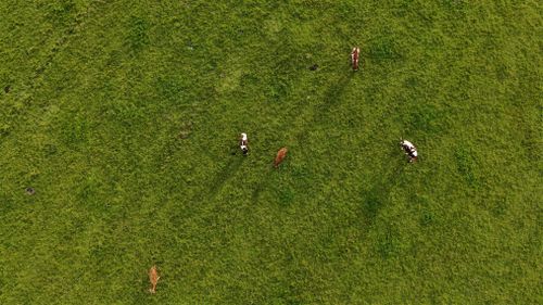 Free Aerial shot of cows grazing on lush green grass in Vershinino, Russia. Stock Photo