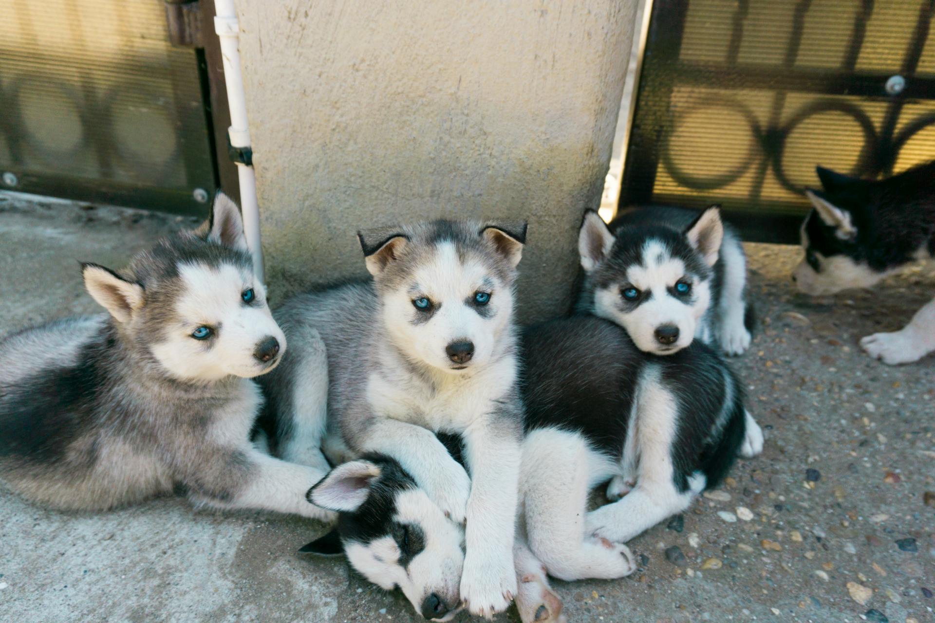 Siberian Husky Puppies Lying on the Concrete Ground