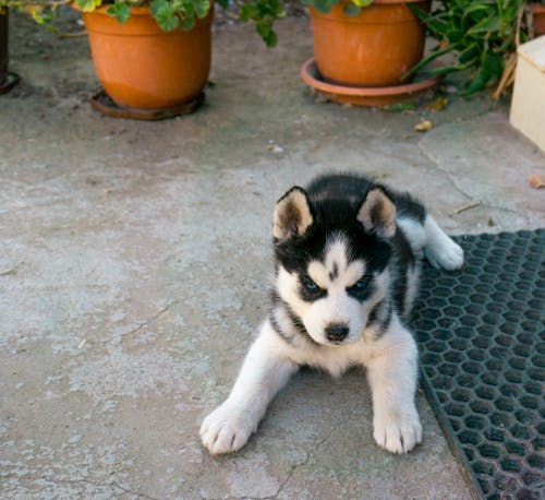 Free Siberian Husky Puppy Lying on Concrete Floor Stock Photo