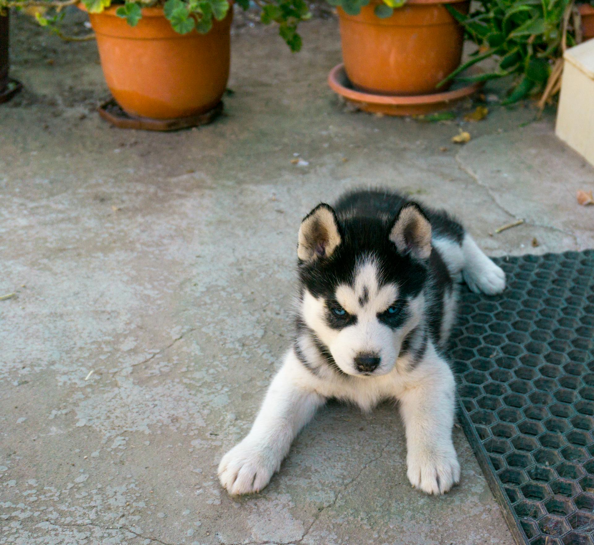 Siberian Husky Puppy Lying on Concrete Floor