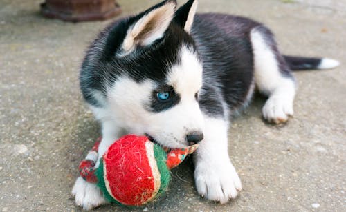 Free Siberian Husky Puppy Playing with a Ball Stock Photo