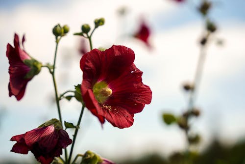Fotobanka s bezplatnými fotkami na tému červené kvety, ibištek, jemný