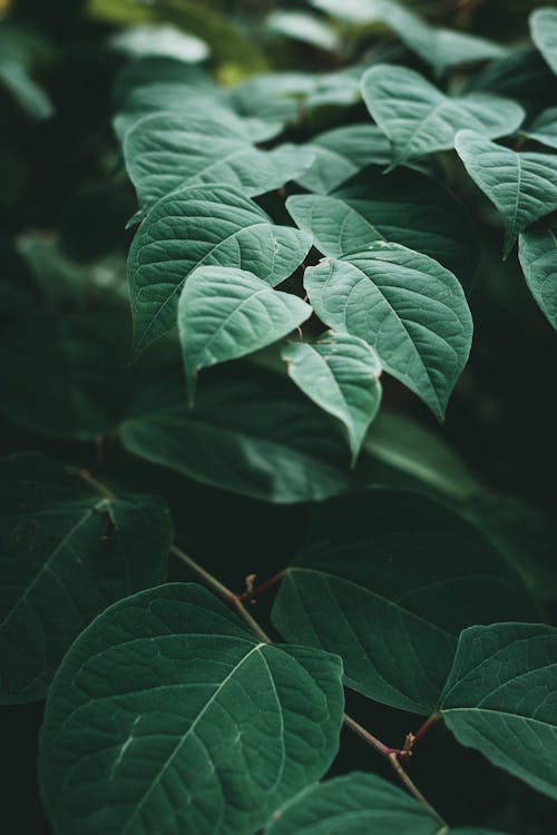 Close-up of Dark Green Leaves 