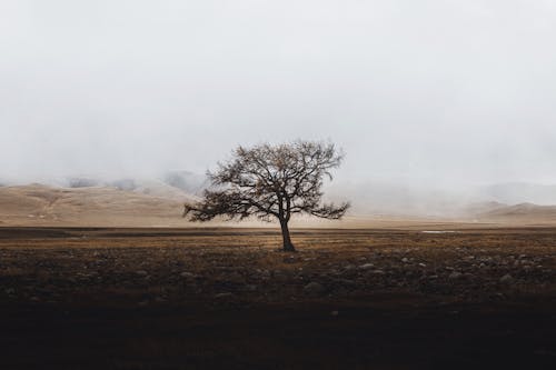 Free A Tree in the Middle of the Desert Stock Photo