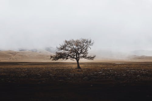 Бесплатное стоковое фото с засуха, окружающая среда, пейзаж