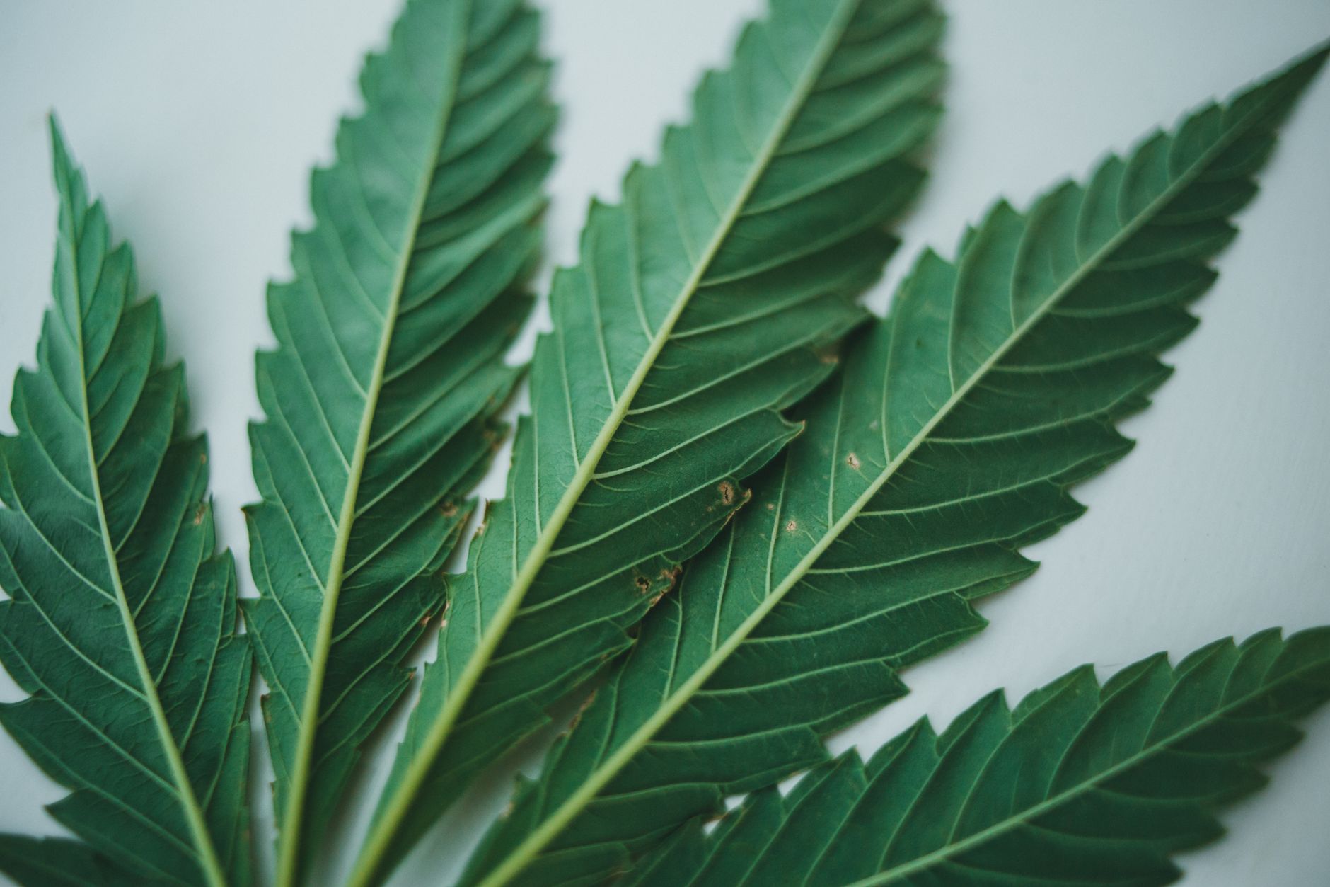 Is It Really Light Burn? Ruling Out Nutrient Burn First