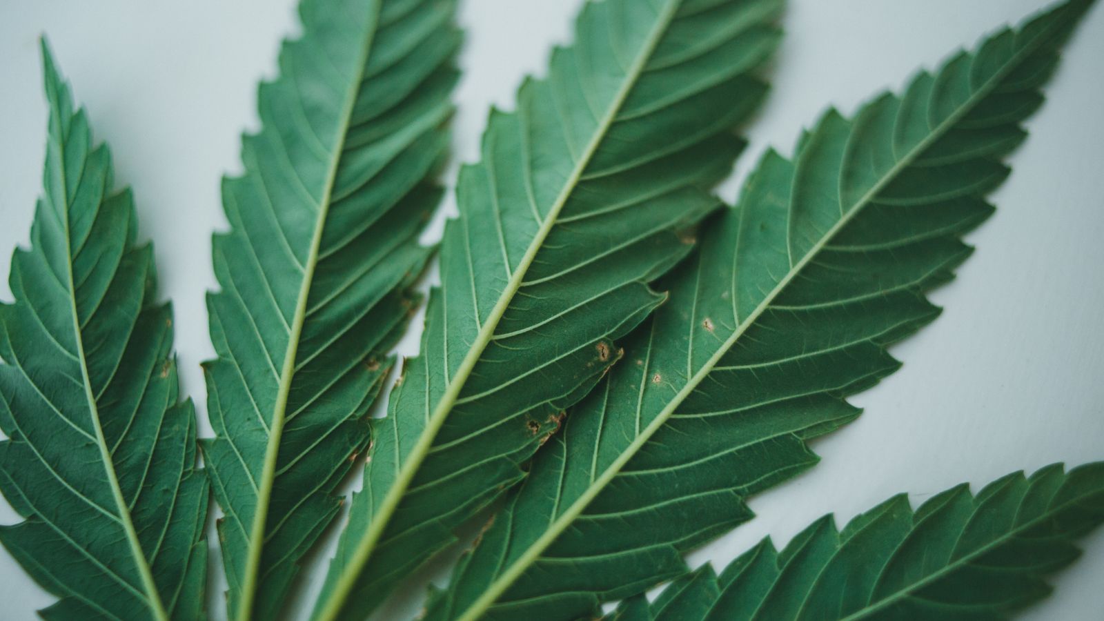 Detailed close-up of green cannabis leaves set against a light background.