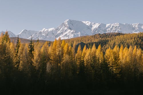 Бесплатное стоковое фото с гора, деревья, живописный