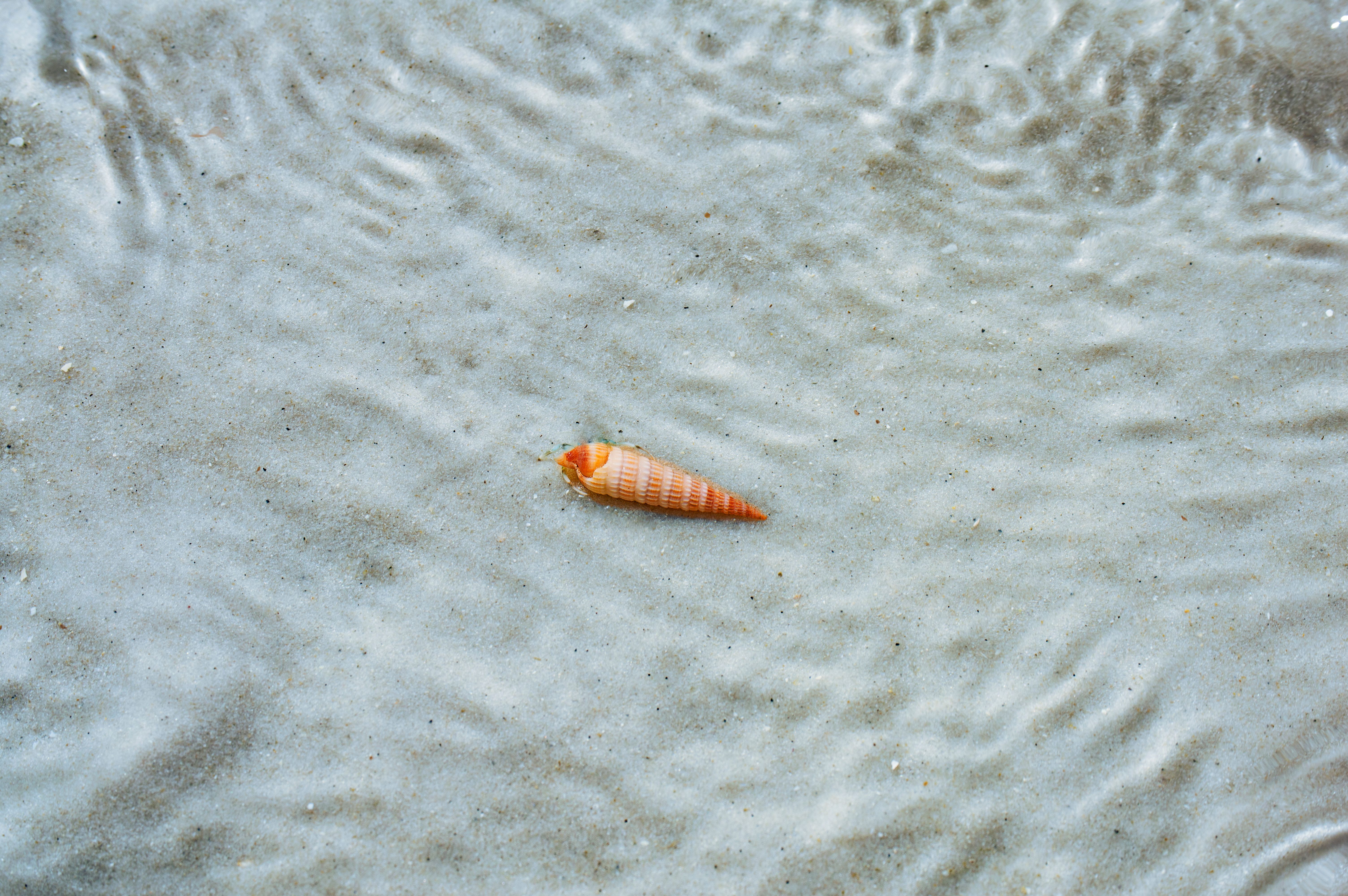 Close-up of an orange seashell on the sandy beach of Panama City Beach, Florida. — Joseph Duggar in Florida