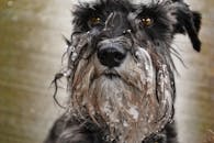 一只雪纳瑞的迷人特写肖像，它留着雪白的胡须，富有表情的眼睛格外引人注目