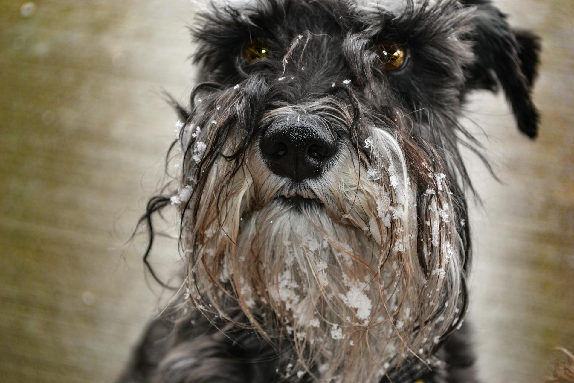 Chien de race Schnauzer