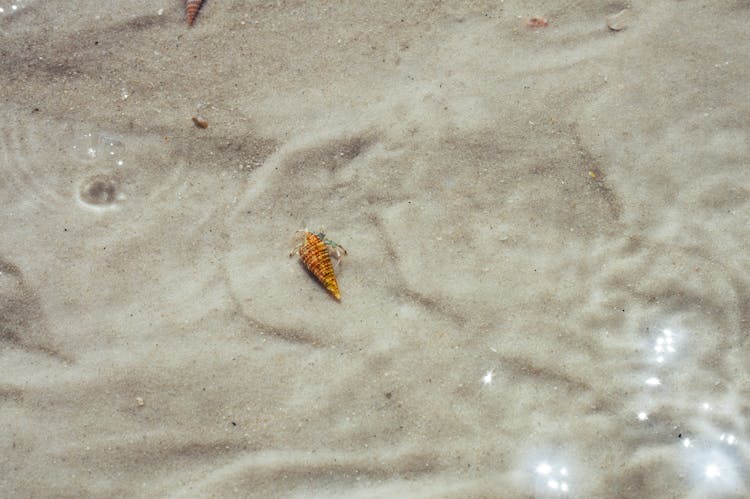 Hermit Crab Under The Water