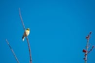 一只迷人的鸟栖息在细枝上，以充满活力的蓝天为背景，展现了大自然的简约之美