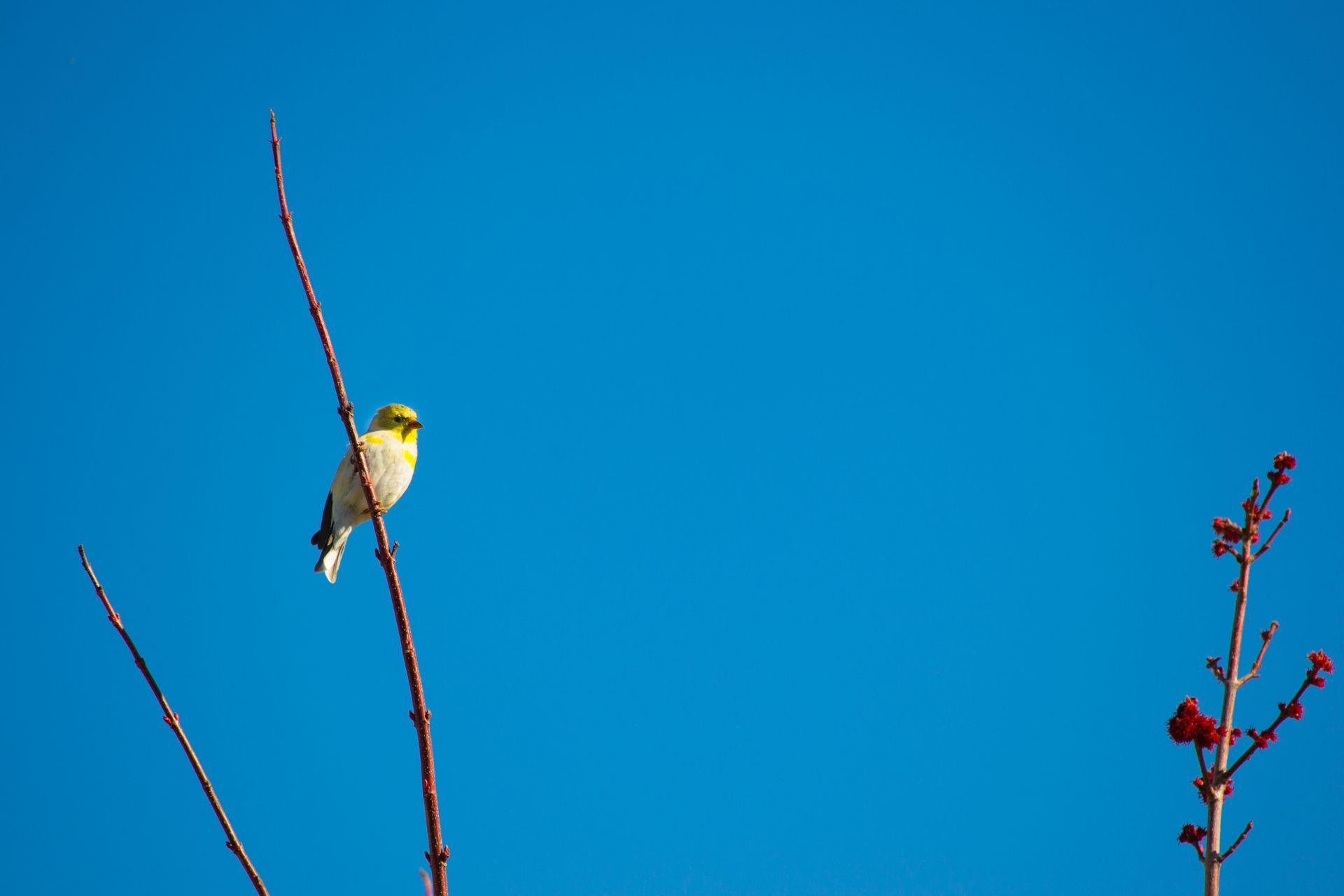 Bird Perched