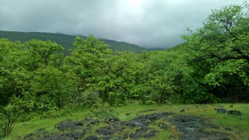 Free stock photo of beauty, evergreen, green mountains Stock Photo