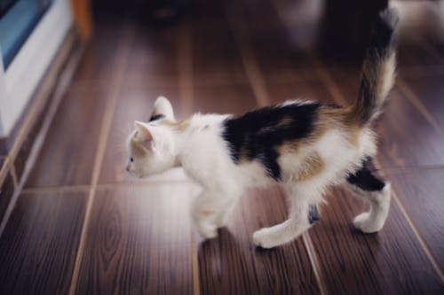 Close-Up Photo of a Calico Kitten on Wooden Floor