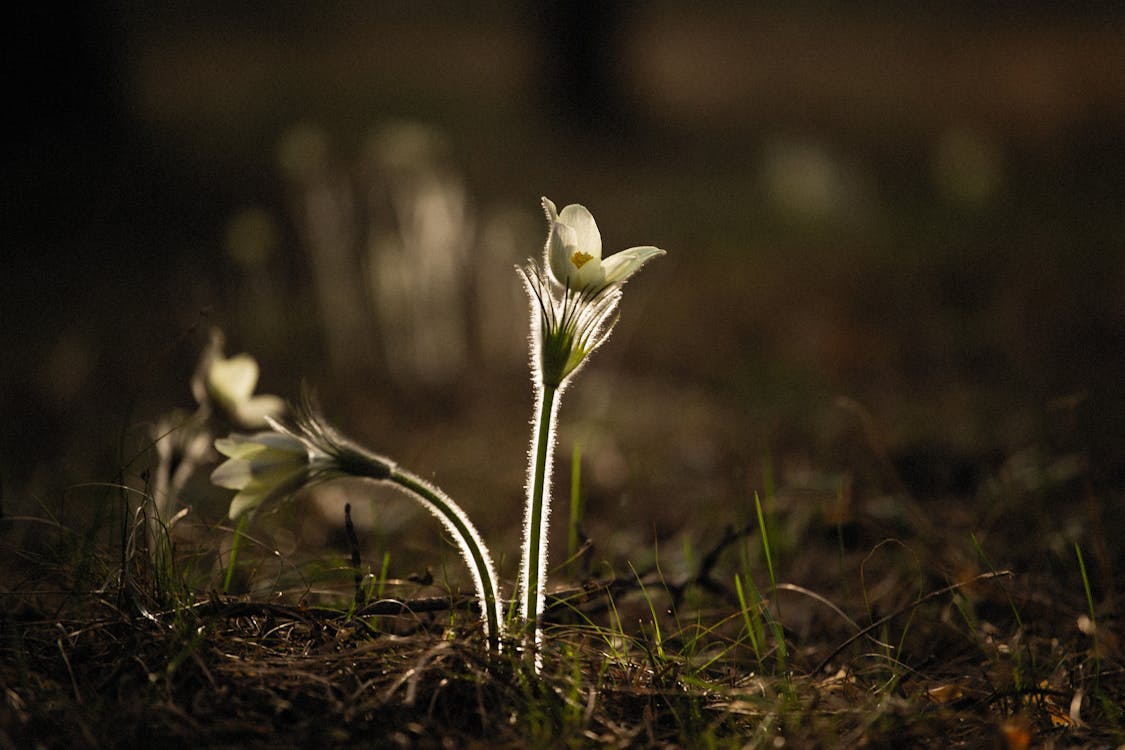 Gratis arkivbilde med anlegg, blomst, blomstre