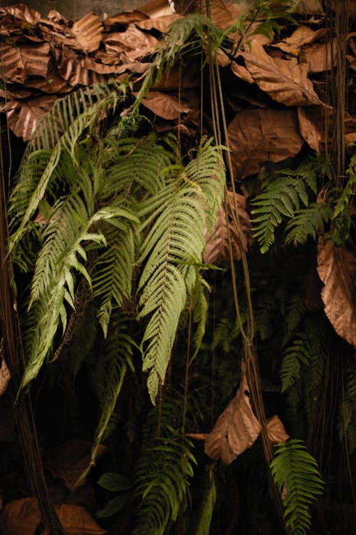 Brown Dry Leaves and Green Leaves