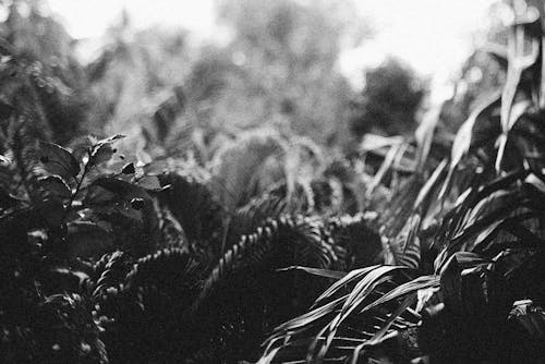 Grayscale Photo of Different Plants