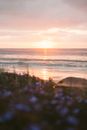 Flowering Plants Near Body of Water During Sunrise