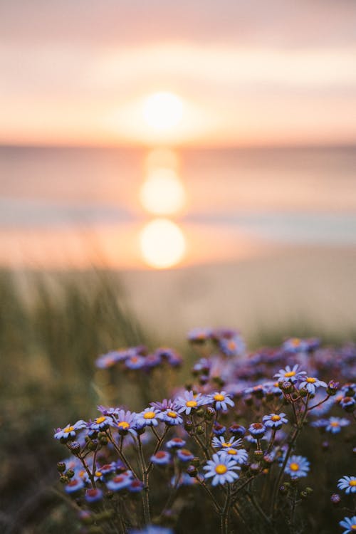 Purple Flowers Near Shore During Sunset