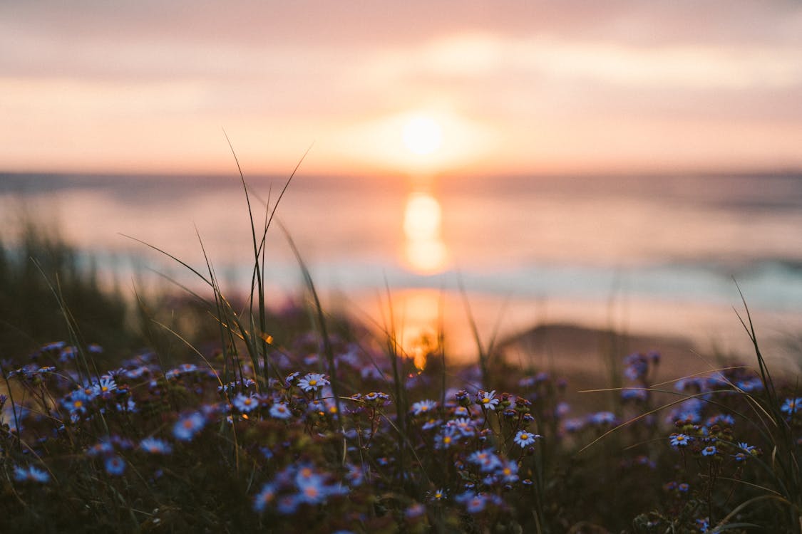 Purple Flower Field Under Beautiful Sunset