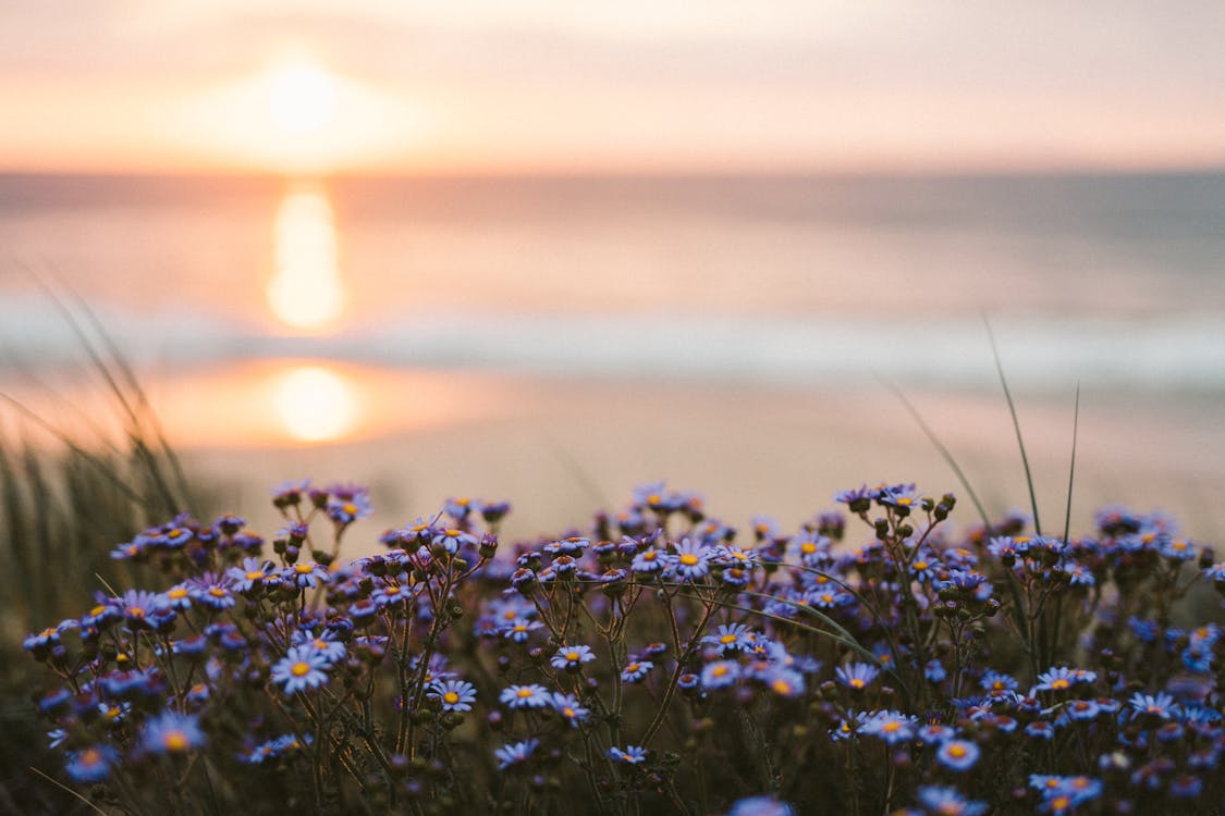 Purple Flowers Near Body of Water During Sunset