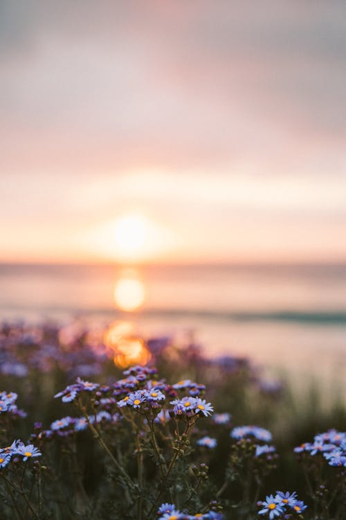 Purple Flowers Near Body of Water During Sunset