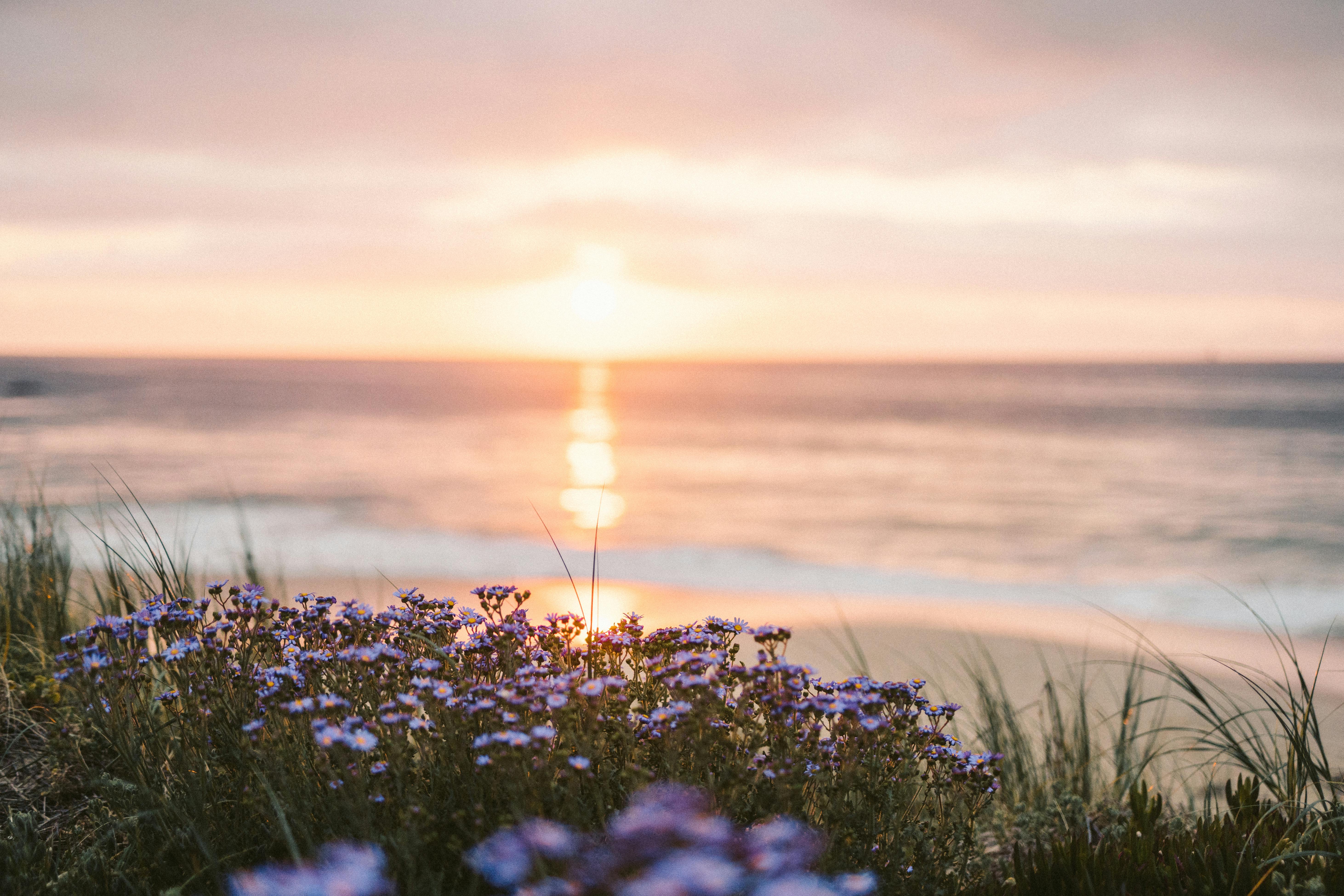 selective focus photo of purple flowers blooming near the beach