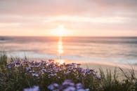 日出时宁静的海滩景色，野花盛开，营造出宁静而金色的氛围