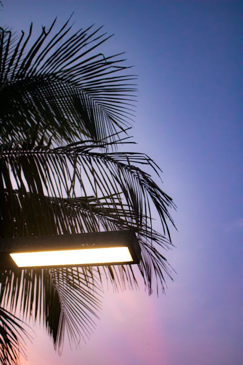 Kostnadsfri bild av kokosnötsträd, ljus