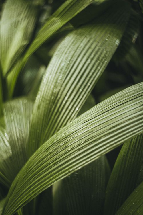 Close-up of Lush Green Tropical Leaves · Free Stock Photo