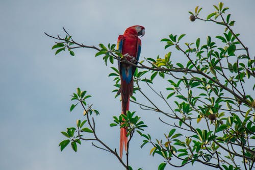 Fotobanka s bezplatnými fotkami na tému červený vták, exotický, kostarika