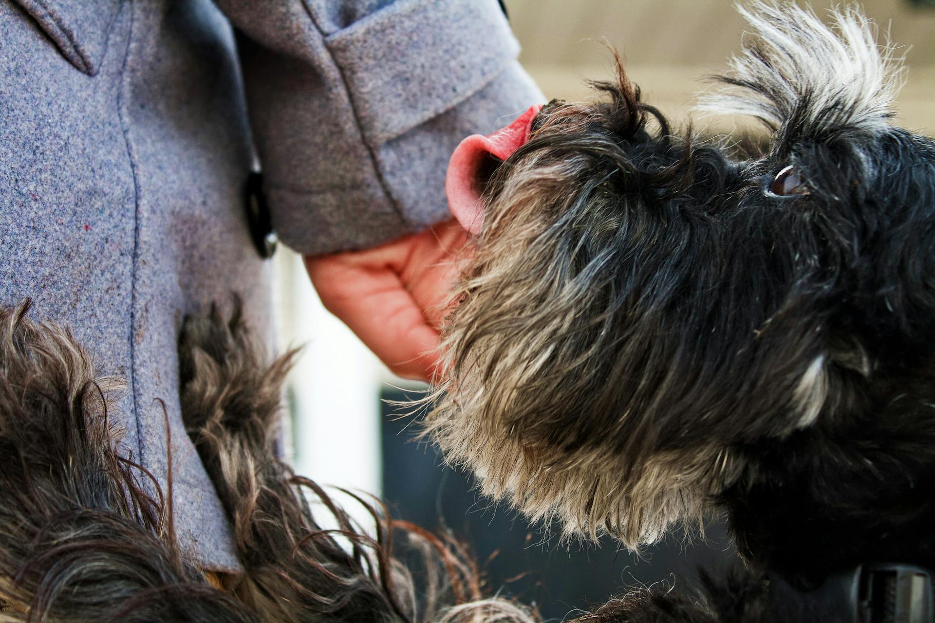 Chien à poils