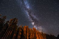 Trees Under Starry Night