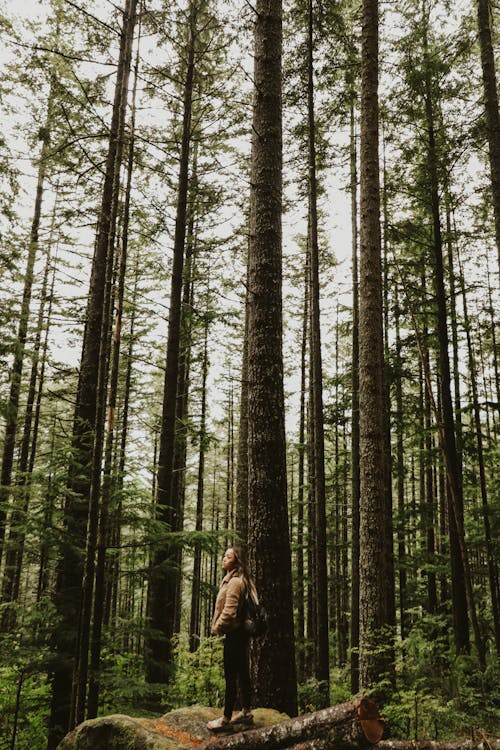 Foto d'estoc gratuïta de arbres, bosc, boscos