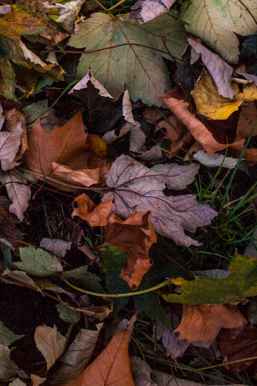 Gratis lagerfoto af ahorn, efterår, efterårsblade