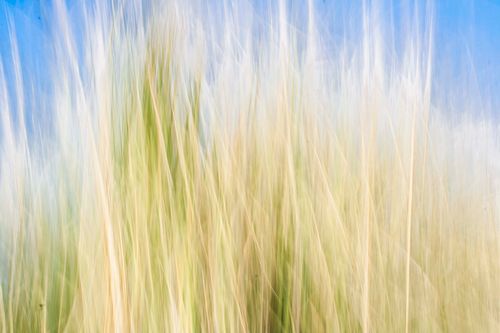 Free Artistic abstract capture of grasses swaying in the wind under a blue sky. Stock Photo