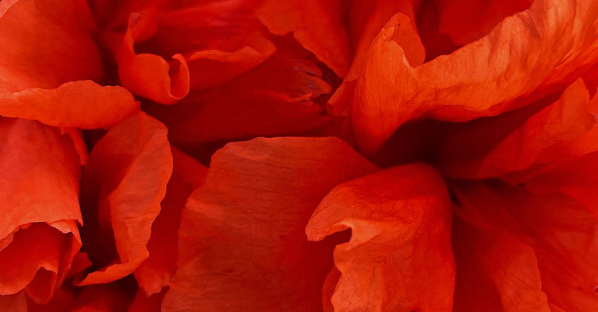 Carnation Red Color Red Carnation Flowers in Close-Up Photography · Free Stock Photo